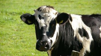  Σκωτία: Επιβεβαιώθηκε κρούσμα της νόσου των τρελών αγελάδων σε αγρόκτημα