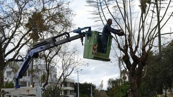 Χανιά: Εργασίες κλαδέματος δέντρων