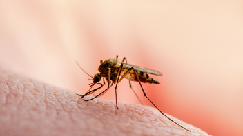 Πώς θα γλιτώσεις από τα κουνούπια οικονομικά και αποτελεσματικά