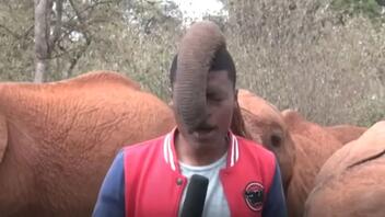 Κένυα: Παιχνιδιάρης ελέφαντας άρχισε να περιεργάζεται τον ρεπόρτερ! 