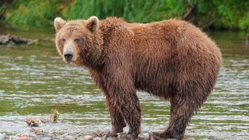 Επιχείρηση από Ομάδα Άμεσης Επέμβασης για αρκούδα με δύο νεογέννητα