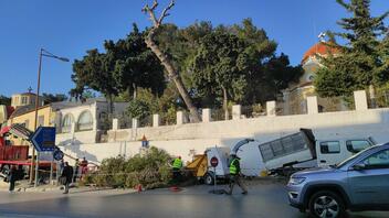 Έπιασαν δουλειά τα συνεργεία για τα επικίνδυνα δέντρα στον Άγιο Κωνσταντίνο