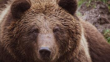 Ευθανασία και σε δεύτερη αρκούδα στην Ιταλία - Είχε τραυματίσει πεζοπόρο