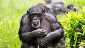 Κολομβία: Νεκροί από αστυνομικά πυρά δύο χιμπαντζήδες