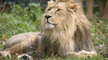 Γιατί σκοτώνουν τα λιοντάρια στην Κένυα; Ακόμη 6 νεκρά