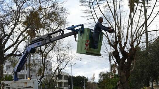 Χανιά: Εργασίες κλαδέματος δέντρων