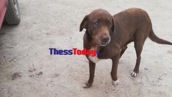 Απίστευτη κτηνωδία στη Νάουσα: Δηλητηρίασαν την τυφλή σκυλίτσα