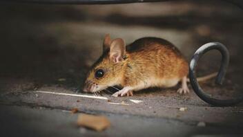Κορωνοϊός: Εντοπίστηκε νέα μετάλλαξη, πιθανότατα προερχόμενη από ποντίκια
