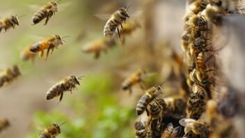Στήριξη 12 εκατ. ευρώ στους μελισσοκόμους 