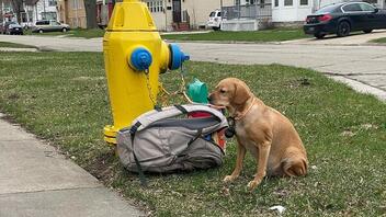 Παράτησαν σκύλο με μια τσάντα κι ένα σημείωμα με εξηγήσεις- Έβαλαν μαζί τα παιχνίδια της