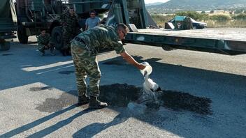 Λέσβος: Στρατιώτες δροσίζουν πελεκάνο με εγκαύματα στα πόδια από τη φωτιά