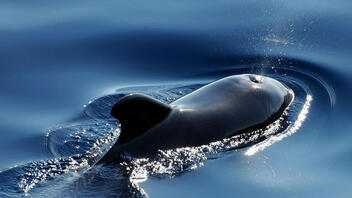 Πώς εμφανίστηκε η εμμηνόπαυση στα θηλαστικά; - Η ιστορία της "χρήσιμης γιαγιάς φάλαινας"