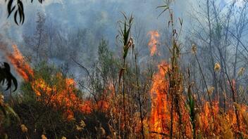 Πυρκαγιά σε δασική έκταση στην Μεγάλη Λάκκα στο Καρλόβασι Σάμου