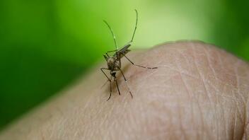 Γιατί μας τσιμπάνε τα κουνούπια;
