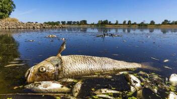 Ποταμός Όντερ: Τεράστια οικολογική και οικονομική καταστροφή
