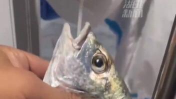 Κάνουν self test στα ψάρια - Απίστευτες εικόνες