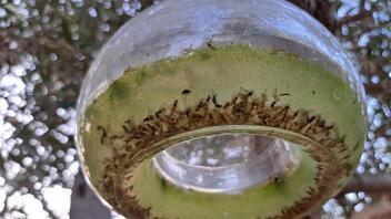 Εσπερίδα για τις επιπτώσεις της κλιματικής αλλαγής σε επιβλαβή έντομα