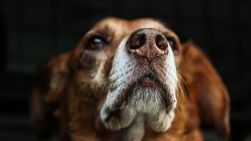 Σκυλιά αναλαμβάνουν τη δύσκολη δουλειά εντοπισμού δηλητηριασμένων δολωμάτων