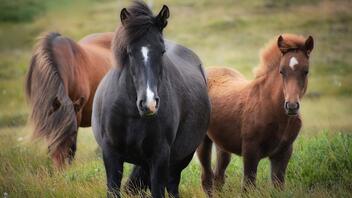Σκότωσαν άγρια άλογα στον κάμπο της Λεπενούς