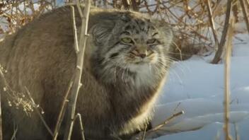 Επιστήμονες ανακάλυψαν σπάνιο είδος γάτας στο Εβερεστ!