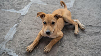 Παρέμβαση εισαγγελέα για τη μαζική θανάτωση αδέσποτων σκύλων στην Άρτα