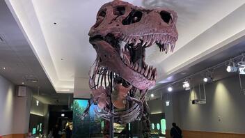 Τα δόντια των τυραννόσαυρων πιθανότατα δεν προεξείχαν αλλά καλύπτονταν από χείλη