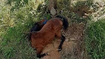 Συνελήφθη ο 34χρονος ιδιοκτήτης του κακοποιημένου αλόγου στην Τζια