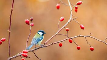 Γιατί τα πτηνά και το τραγούδι τους ωφελούν την ψυχική μας υγεία