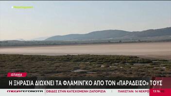 Ισπανία: Η ξηρασία διώχνει τα φλαμίνγκο από τον «παράδεισό» τους