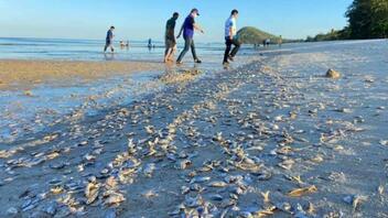 Χιλιάδες νεκρά ψάρια ξεβράστηκαν σε παραλία της Ταϊλάνδης