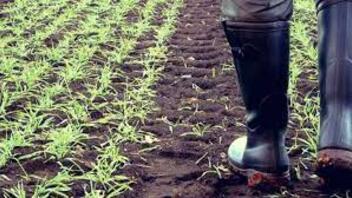 Κακοκαιρία Daniel: Διετής αναστολή πληρωμών ρεύματος για τους πληγέντες αγρότες