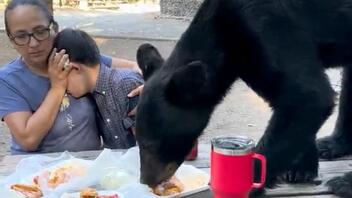 Eίδαν αρκούδα να πλησιάζει και να τρώει το φαγητό τους - Βίντεο