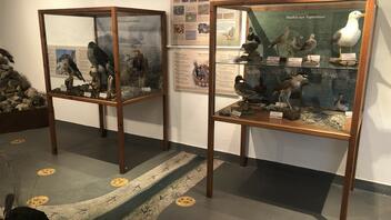 Ριζική ανακαίνιση στο Μουσείο Φυσικής Ιστορίας Γέργερης