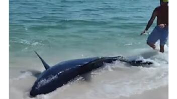 Φλόριντα: Καρχαρίας ξεβράστηκε σε παραλία 