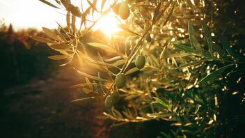 «Πράσινος χρυσός» το ελαιόλαδο- Η εικόνα στην Κρήτη