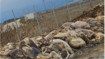 Τρίκαλα: Εισαγγελική παρέμβαση για τα νεκρά ζώα έξω από κτηνοτροφική μονάδα στην Ζηλευτή
