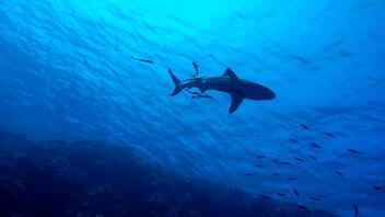 Επίθεση καρχαρία σε δημοφιλή παραλία της Ερυθράς Θάλασσας