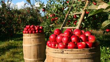 Μήλα: Λιγότερα και πιο ακριβά λόγω της κακοκαιρίας Daniel
