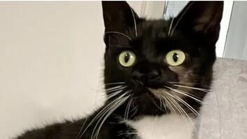Γάτα με δύο μύτες διασώθηκε στη Βρετανία