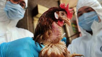 Έρχεται νέα πανδημία; - Πόσο απειλούμαστε από τη γρίπη των πτηνών 