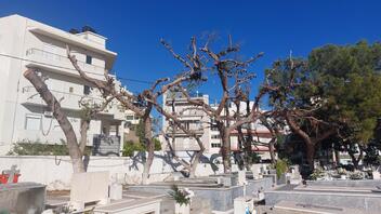 Κόβονται δέντρα στο νεκροταφείο του Αγίου Κωνσταντίνου- Δείτε φωτογραφίες
