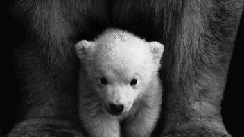 Πολική αρκούδα πέθανε από τη γρίπη των πτηνών - Φόβοι για ραγδαία εξάπλωση