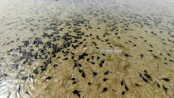 Ναύπλιο: Εκατομμύρια γυρίνοι αναπτύσσονται σε στάσιμα νερά