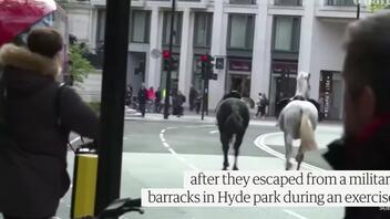 Σε σοβαρή κατάσταση δύο άλογα του βρετανικού στρατού που απέδρασαν