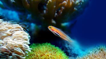 Πάνω από τα μισά κοράλλια παγκοσμίως έχουν αποχρωματιστεί
