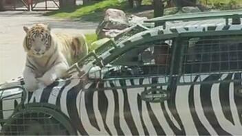 Τεμπέλα... τίγρης μετακινείται καθισμένη στο καπό αυτοκινήτου - Βίντεο