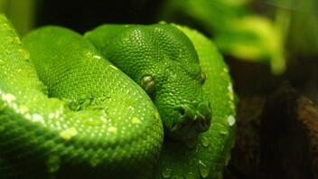 Η υπερθέρμανση οδηγεί τα δηλητηριώδη φίδια σε μαζική μετανάστευση