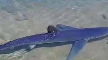 Εντυπωσιακό βίντεο με καρχαρία να κόβει βόλτες στη μαρίνα της Γλυφάδας