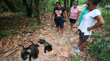 Μαϊμούδες πέφτουν νεκρές από τα δέντρα λόγω του καύσωνα στο Μεξικό!