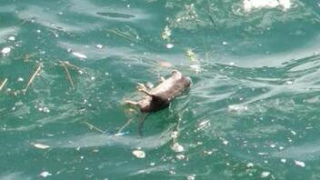 Αποκρουστικό θέαμα στο Θερμαϊκό κόλπο: Νεκρά ποντίκια ξεβράστηκαν στη θάλασσα
